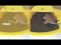 RinneTraps Flip 'N Slide Mouse Trap 2-Pack – Camping World Exclusive!