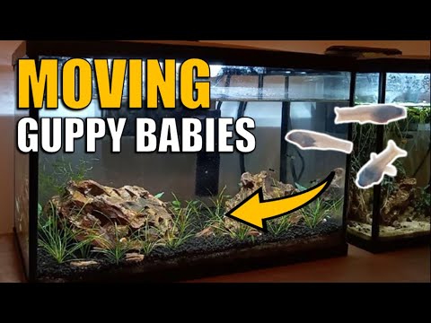 How to safely move guppy fish babies You just found some baby fish in your aquarium and you don't know what to do. Should you transfer th
