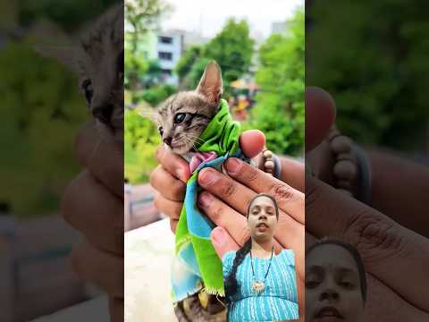 cute cat ko najar lag Gai #funny #comedy #minivlog #cute #ytshorts #funnycute #funnyreel