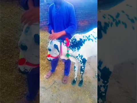 #islamicshorts #viral #shortvideo #foryou #youtubeshort#baile #birds #animals#flyxo