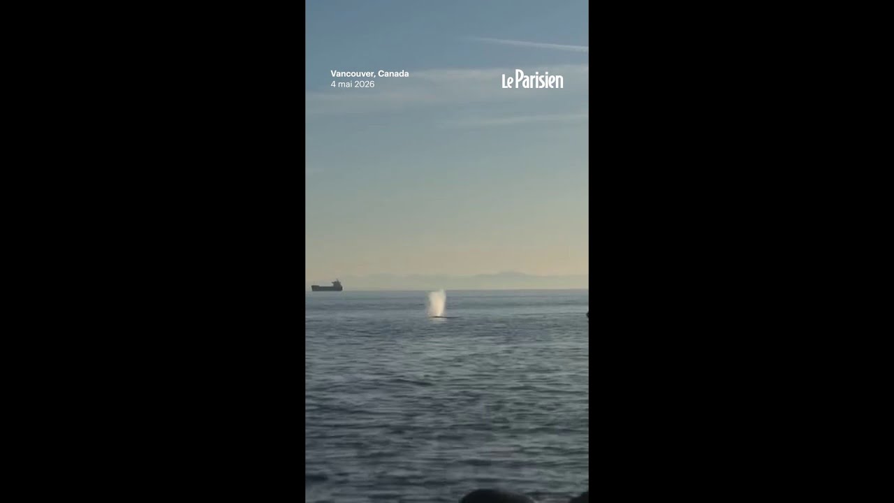 Une baleine percutée par un jet-ski au Canada