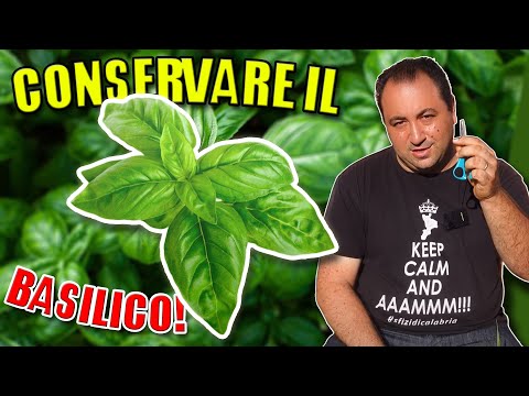 Basilico 2 Metodi per Conservarlo Profumato per SEMPRE