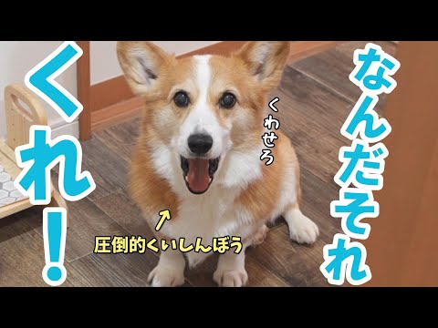 バレンタインにチョコを量産するお姉ちゃんを監視する愛犬がかわいい