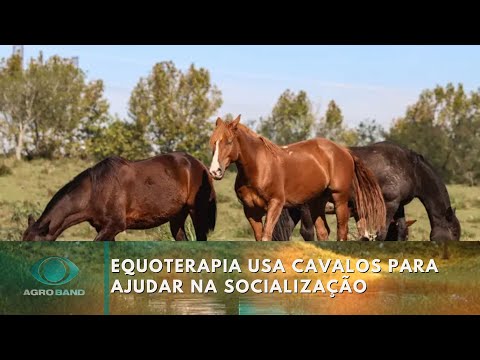 Cavalos são usados para ajudar na socialização de crianças | Agro Band