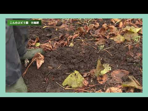 シャインマスカット　栽培工程⑭　施肥