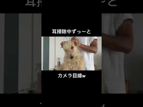 耳掃除中カメラ目線w