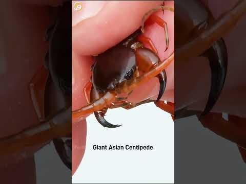 জায়েন্ট এশিয়ান সেন্টিপিড