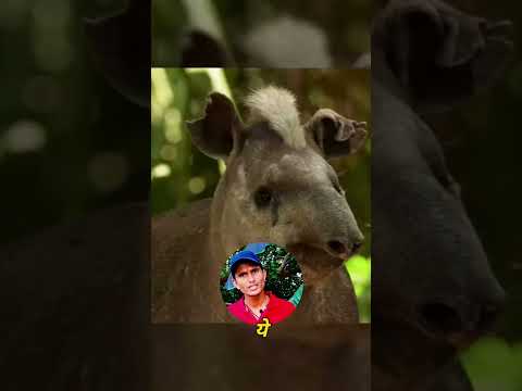 ऐसा जानवर जो सभी जानवरों से मेल खाता है