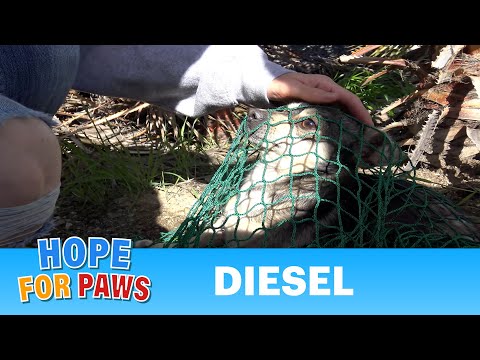 This tiny dog had the strangest reaction when I snuck up to rescue him! Please share.