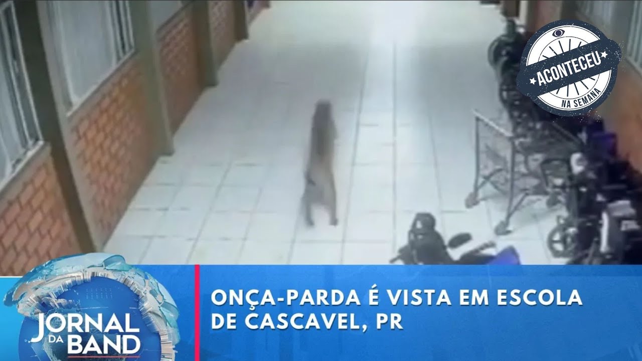 Onça-Parda é vista em escola de Cascavel, PR | Jornald da Band | Aconteceu Na Semana