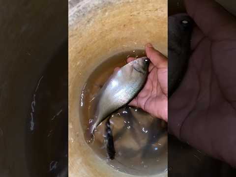 Aaj bhi machli pakde hain or konsa machli hai aap log batao #shorts #fishing #knifefish #baammachli