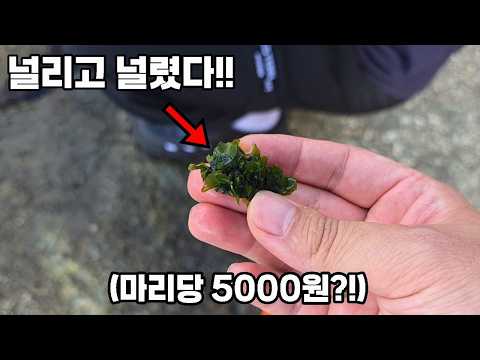 1마리 5000원인데 <strong>양양</strong> 앞바다에 바글바글하게 나타났습니다..!! feat신혼집 최초공개