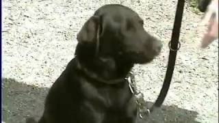 neurologische Untersuchung Hund YouTube