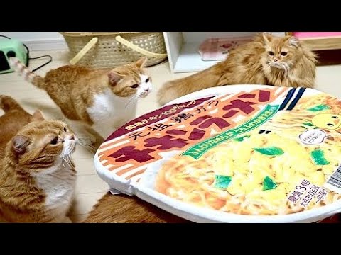 マンチカンズtv Munchkins Tv の最新動画 Youtubeランキング