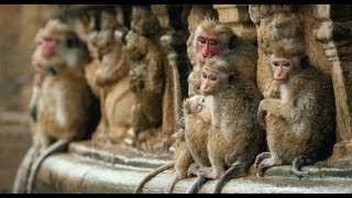 Disneynature's Monkey Kingdom - 