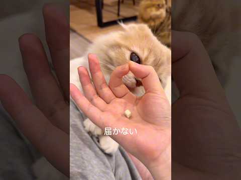 猫の頭の良さが分かると噂の検証やってみた #猫 #cat