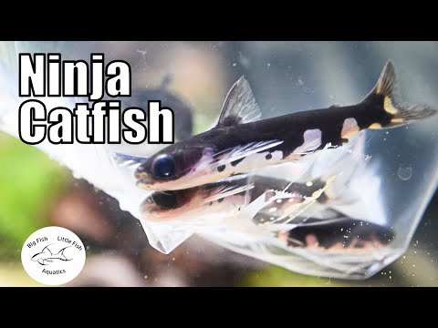 The Ninja Catfish | Big Fish Little Fish Aquatics The Ninja Catfish | Big Fish Little Fish Aquatics

In todays video, I am sharing my Ninja Wood Catfi