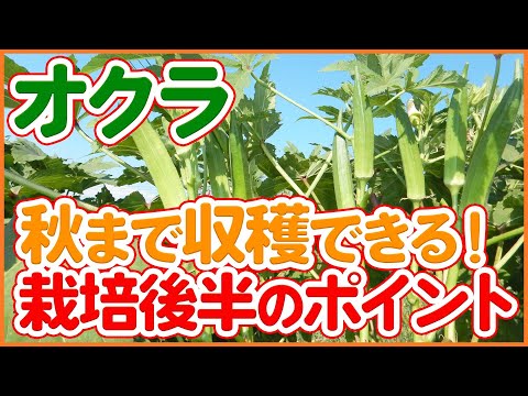 秋まで収穫！オクラ栽培後半に絶対やるべき管理とチェックポイントを徹底解説！【農園ライフ】