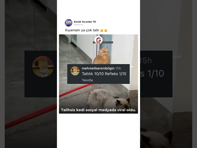 Kıyamam be sana kedi kardeş 😿