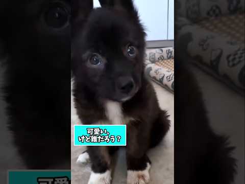 仕事疲れを癒す子犬動画｜笑顔になれる癒しのおすすめ5選 サムネイル