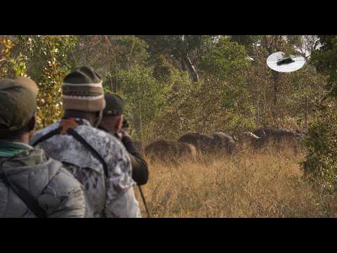 Epic Cape Buffalo Hunting in Zimbabwe | African Dangerous Game Safari