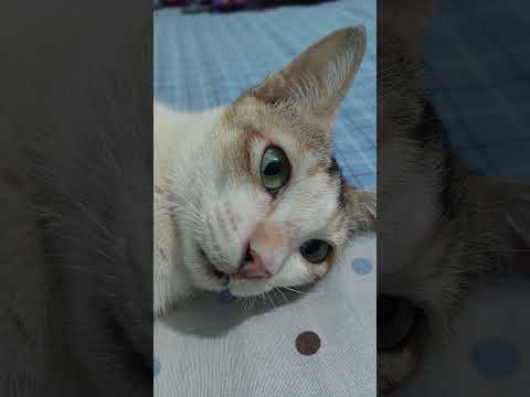 #abu_taha_muhammad_adnan #cat