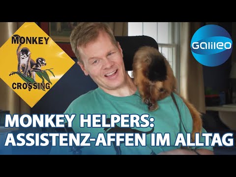 Monkey Helpers: Affe als Helfer & ziemlich bester Freund im Alltag | Galileo | ProSieben