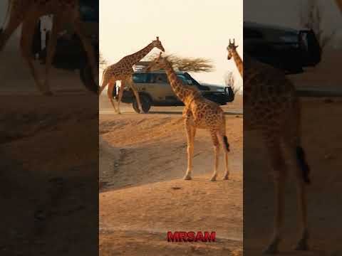 ISHQ MEIN KAHIN CHAIN NAHI AAYA # TRAVELLING MOMENTS*** MRSAM