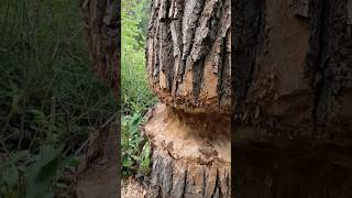 Beavers can make beautiful homes