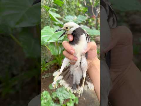 Thả chim CÀ CƯỠNG 4 Năm vào AVIARY phục hồi nhân phẩm😂 #datbirdtv #birds #pets #aviary #shorts