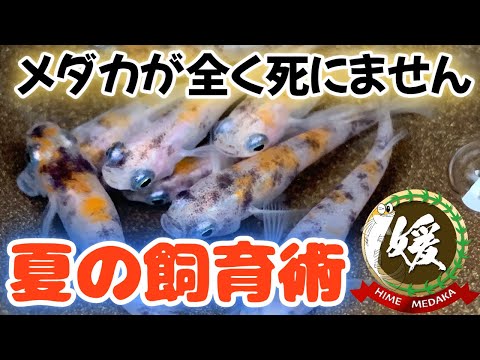 メダカが全く死にません！夏の猛暑でもメダカが死なない飼育術とは？【媛めだか】