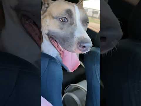 #Рокки 🦴 год#Амстафф