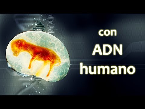 Creado híbrido humano-oveja | Noticias 26/02/2018