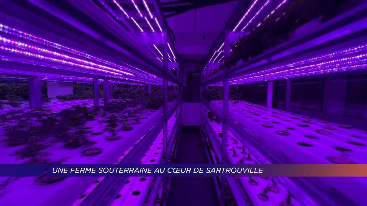 Yvelines | Une ferme souterraine au coeur de Sartrouville