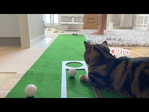 猫がいる家でパター練習をするとこうなります