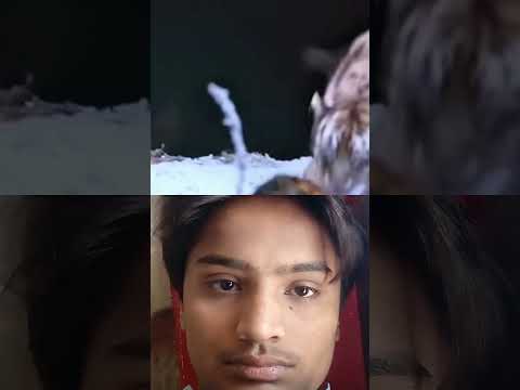 छोटा शेर का बच्चा बना दुनिया का सबसे बड़ा शेर। #moviereviews