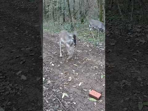 Funny Baby Deer Dancing to “Gettin’ Jiggy Wit It” | Hilarious Fawn Dance Moves! 🦌😂 #shorts