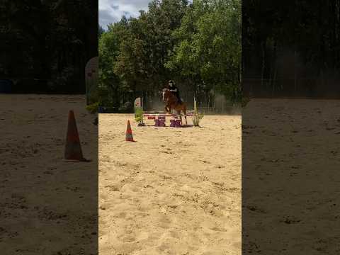SANS-FAUTE & PODUIM POUR JUSTINE 🏆🤩 #concours #equitation #cheval #horse#shorts #viral #pony #fyp