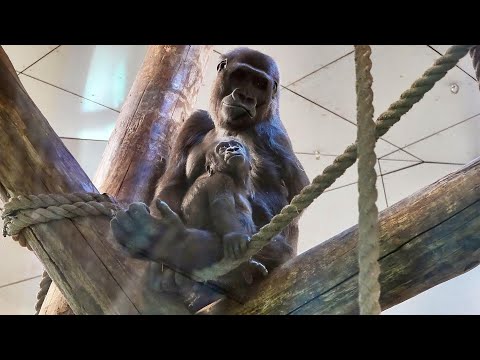 Excited Gorilla Mosi Playing Tag with Silverback