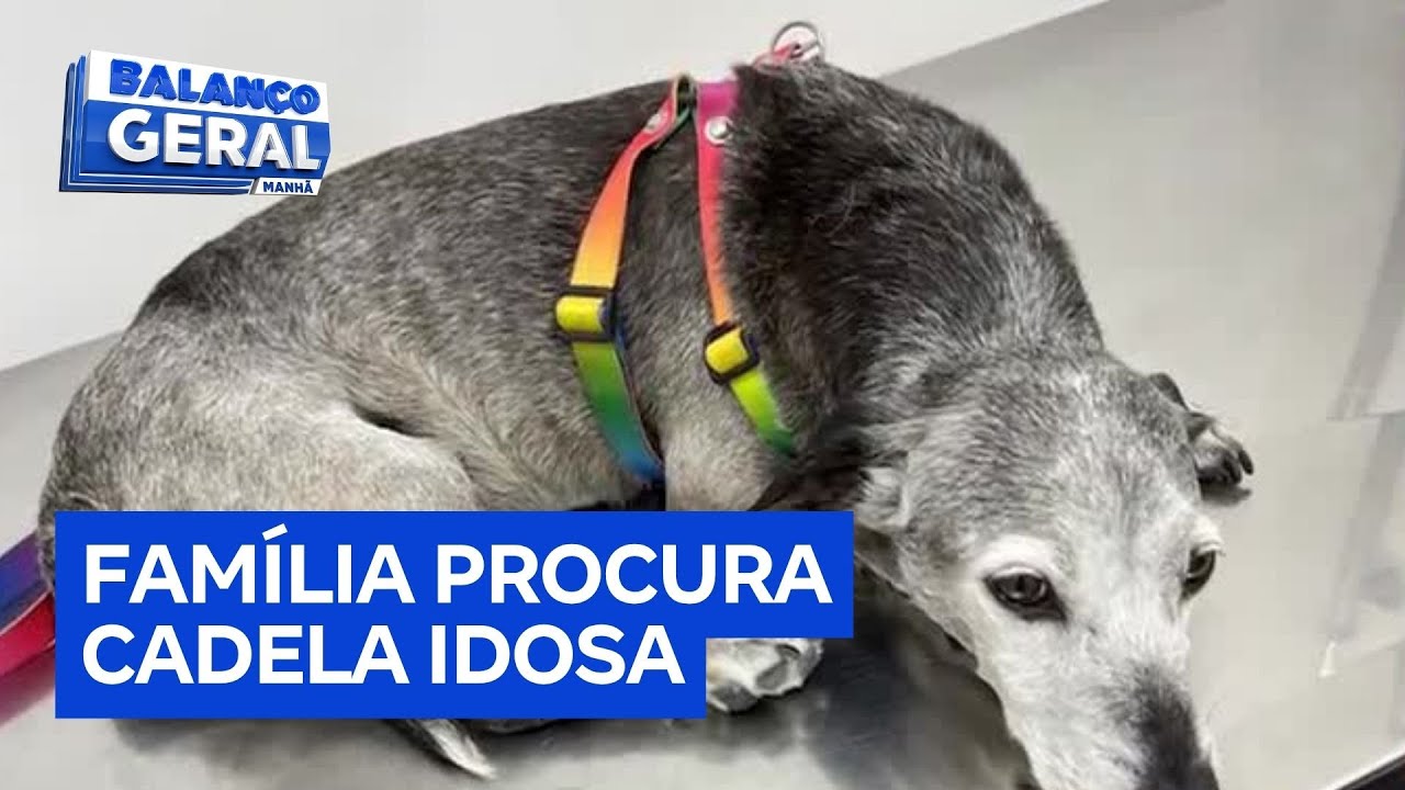 Família procura cachorra idosa que escapou de casa na zona leste de São Paulo