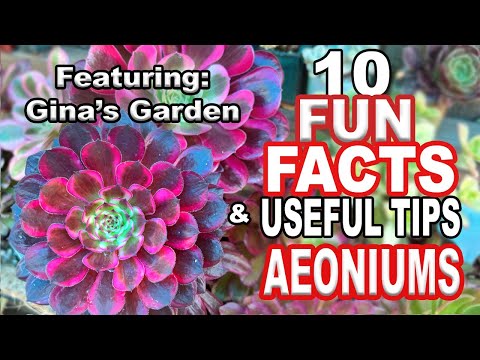 The Most Magical Aeonium Succulent Collection! Plus 10 fun facts and Useful tips #succulents