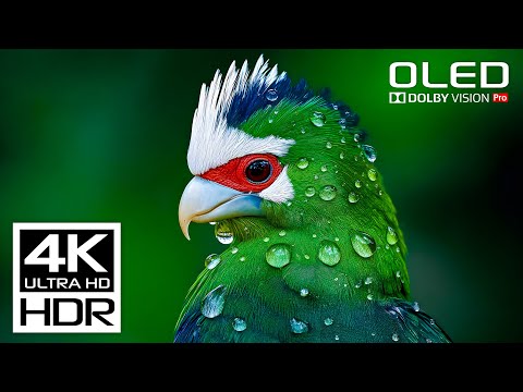 SPECIAL 4K Video 🧿 Dolby Vision 4K 60FPS HDR Video