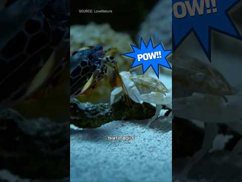 What Animal Has The Fastest Punch?