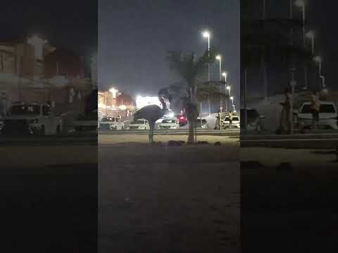 winters start hogaye uae me beach time raat ko come have view with me #live