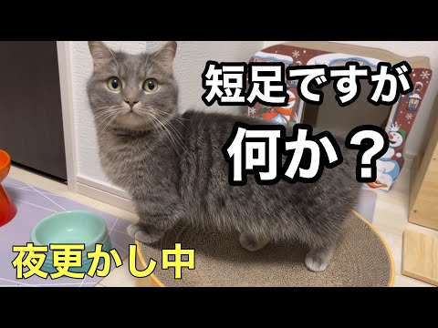 猫の動画サムネイル - 【夜更かし】パンチが届かない猫とベッドの下から這い出てくる猫にジワるwww
