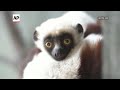 Rare dancing lemur baby born at UK zoo is doing well and delighting keepers and visitors  - 00:59 min - News - Video