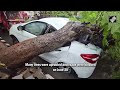 Gujarat Rain News | Trees Uprooted, Roads Blocked, Cars Damaged Due To Heavy Rainfall In Ahmedabad  - 01:15 min - News - Video