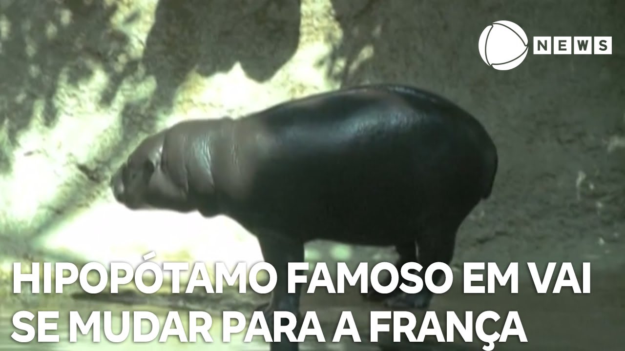 Hipopótamo tratado como “celebridade” em Berlim vai se mudar para a França