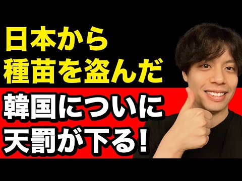 日本から種苗を盗んだ韓国についに天罰が下る【韓国反応】