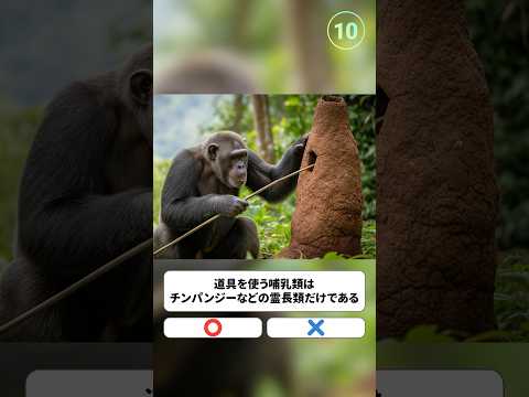 道具を使う哺乳類は、チンパンジーなどの霊長類だけである。〇か×か。